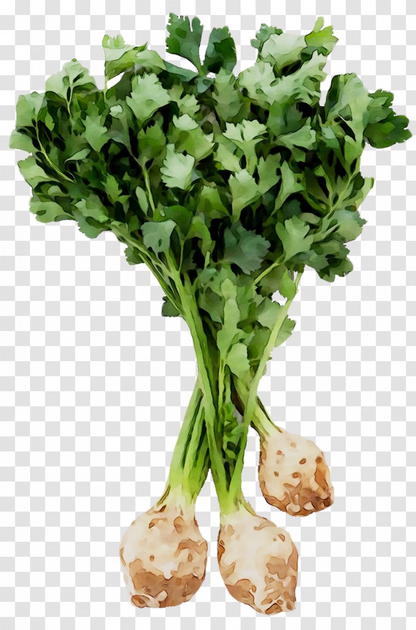 Celeriac Root Vegetables Turnip Rutabaga - Food - Parsley Transparent PNG