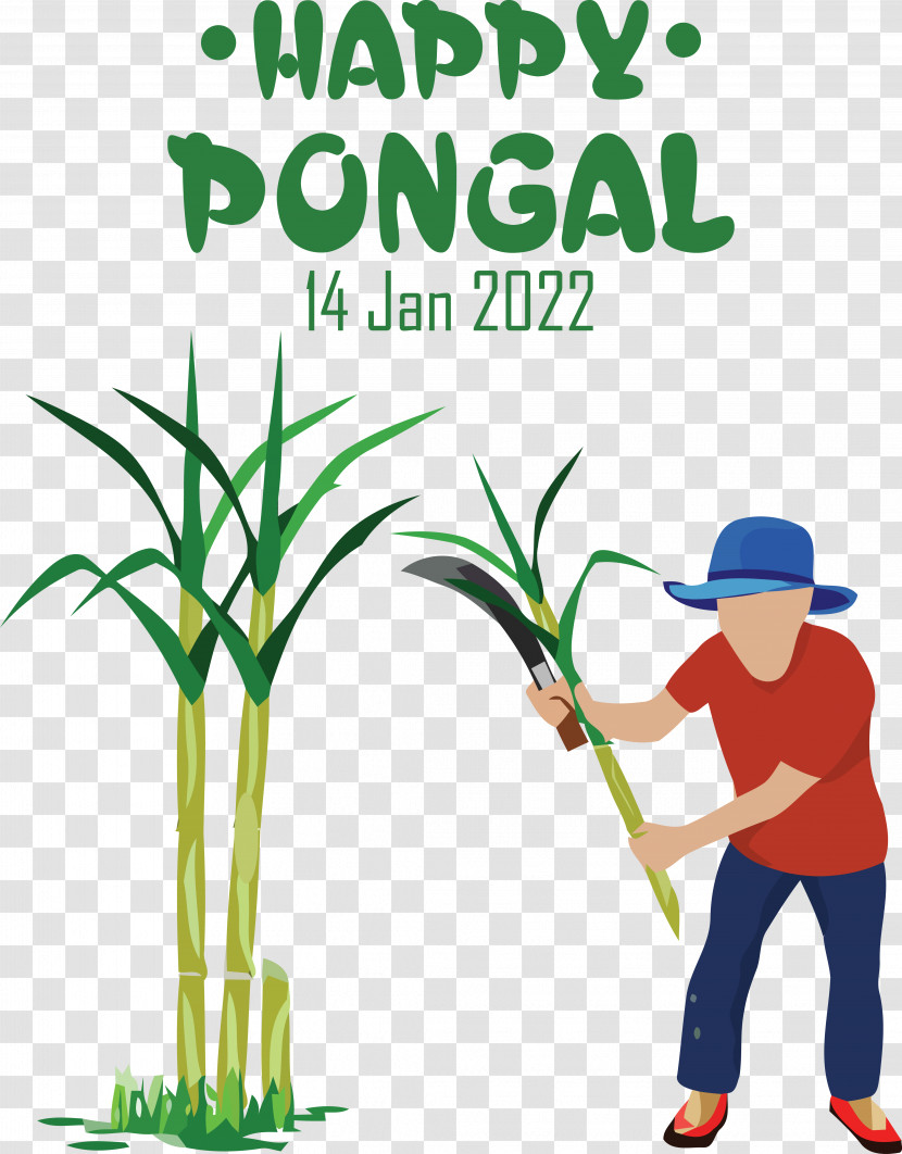 Sugarcane Royalty-free Sugar Television Plant Transparent PNG