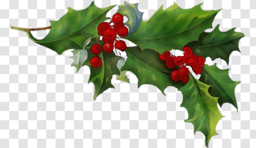 Holly Transparent PNG