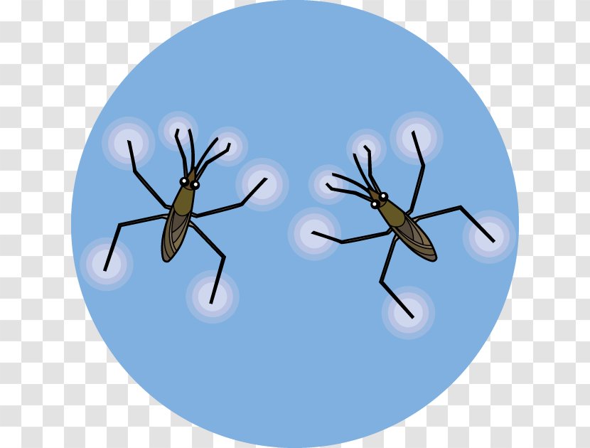 Mosquito Aquatic Insect Water Striders Illustration - Insects Transparent PNG