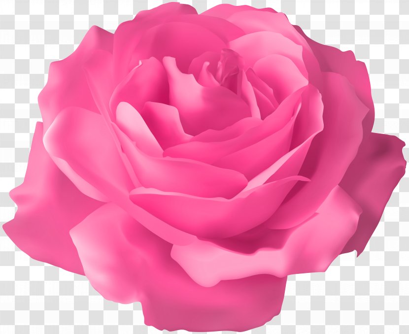 Pink Rose Transparent Clip Art Image - Order - Floribunda Transparent PNG