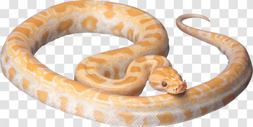 Corn Snake Ball Python Reptile - Cobra - Snakes Transparent PNG