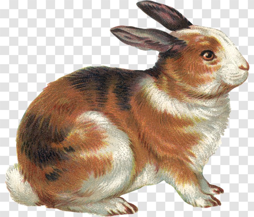 Domestic Rabbit Hare Clip Art Easter Bunny Illustration - Sl Transparent PNG