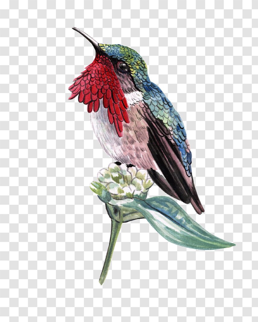 Ruby-throated Hummingbird Black-chinned - Decoupage - Bird Transparent PNG