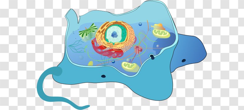 Cell Biology Autophagy Eukaryote Receptor-mediated Endocytosis - Flower - Silhouette Transparent PNG