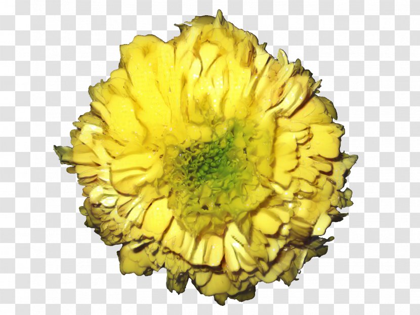 Chrysanthemum Cut Flowers Yellow Petal Sunflower Transparent PNG