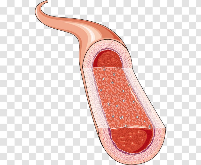 Artery Cardiology Phlebology Arteriole Medicine - Arteriosclerosis - Blood Vein Transparent PNG