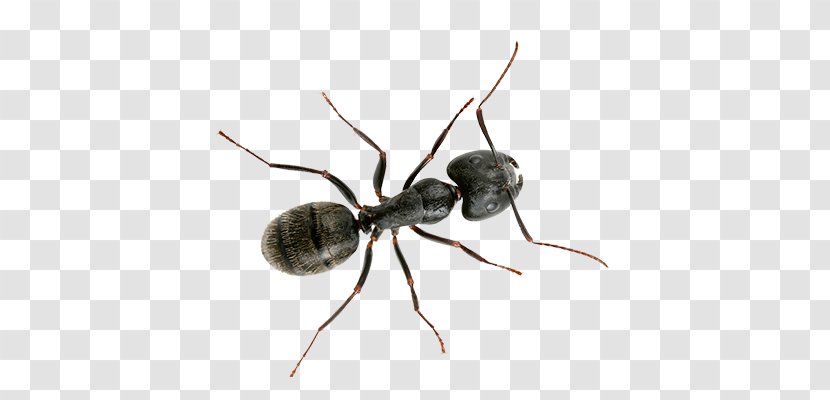Black Carpenter Ant Banded Sugar Garden Little - Insect Transparent PNG