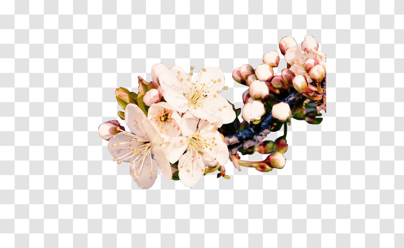 Plum Blossom Ameixeira - Flower Transparent PNG