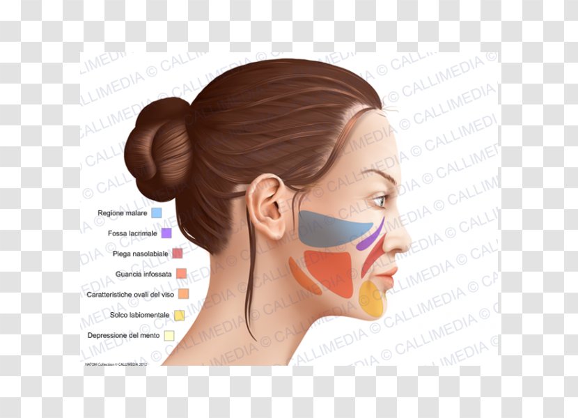 Cheek Anatomy Anatomia Y Fisiologia Head Chin - Physiology - Nose Transparent PNG