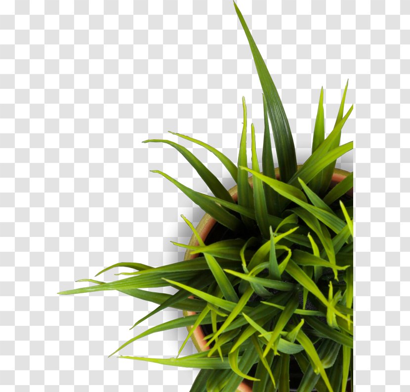 Advertising Agency Business Online Plant - Flowerpot - Time Transparent PNG