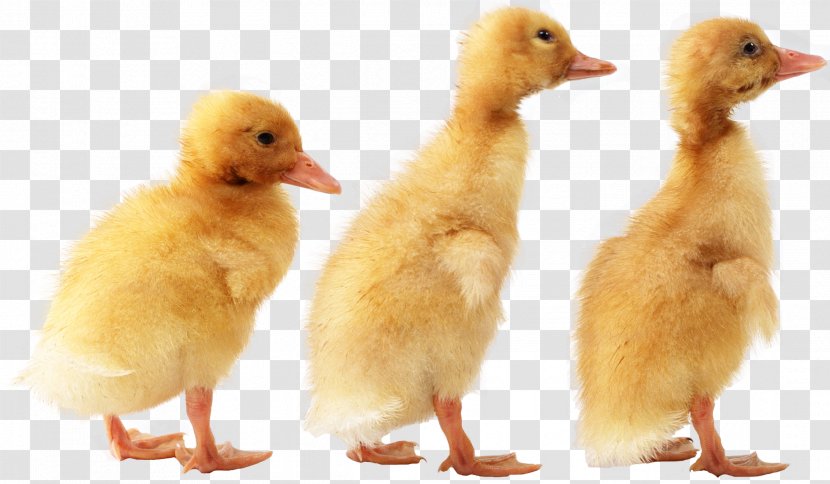 Duck American Pekin German - Sticker Transparent PNG