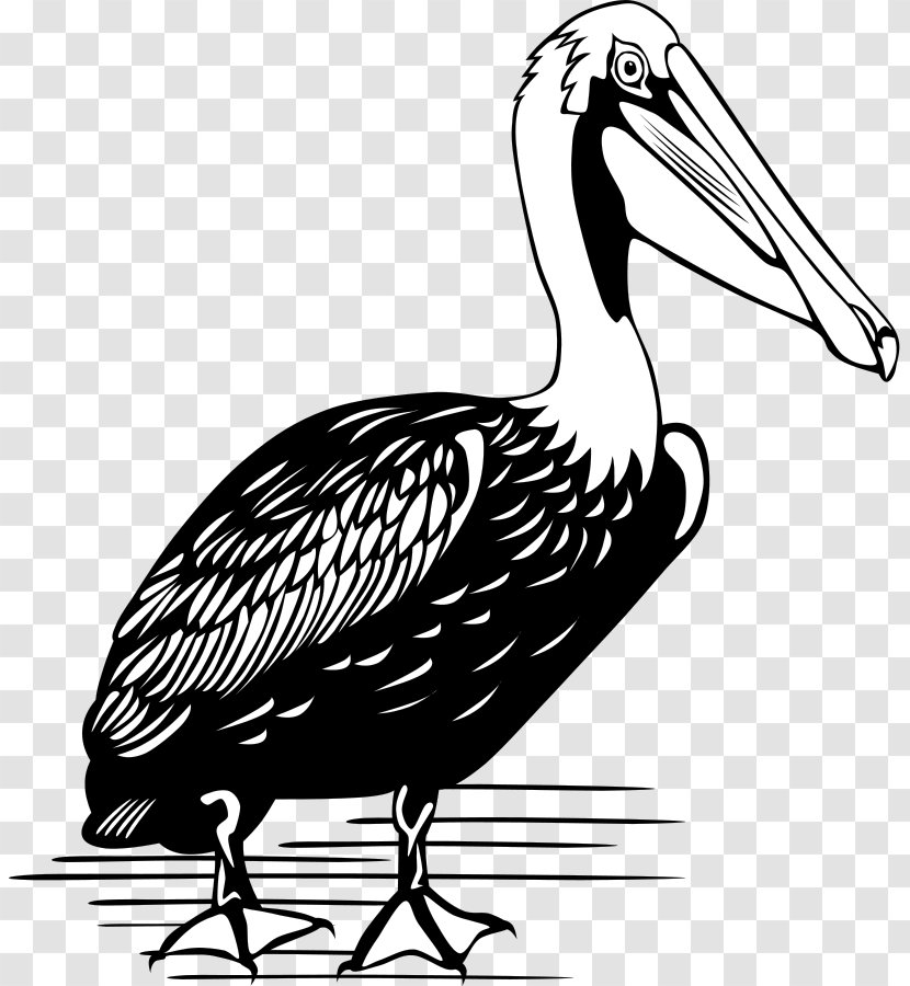 Brown Pelican Bird Clip Art - Crane Like - Cartoon Pictures Transparent PNG