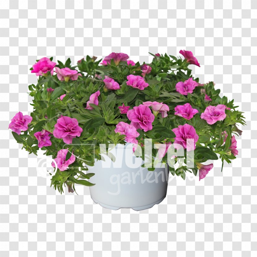 Cut Flowers Flower Bouquet Rose Transvaal Daisy Pink - Family Transparent PNG