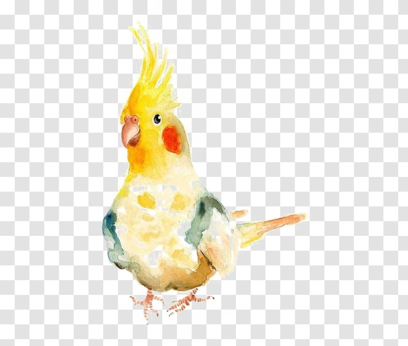 Bird Watercolor Painting Parrot Cockatiel - Visual Arts Transparent PNG