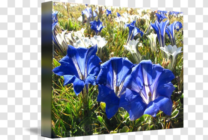 Imagekind Meadow Grassland Art Wildflower - Blue - Creative Transparent PNG