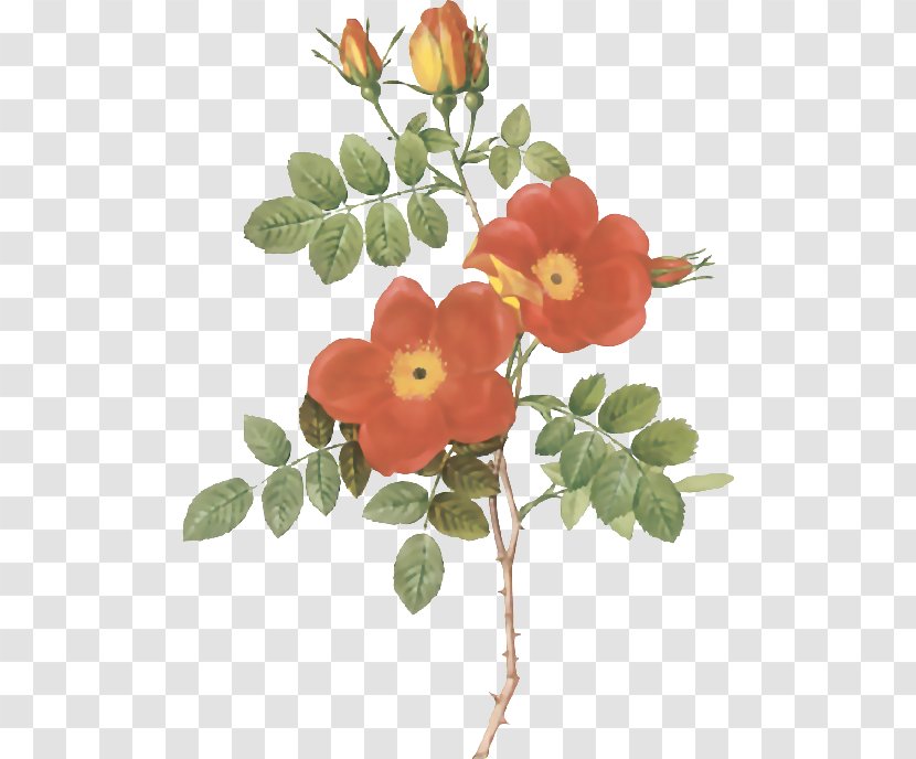 Sweet-Brier Botanical Illustration - Rose Order - Flower Transparent PNG