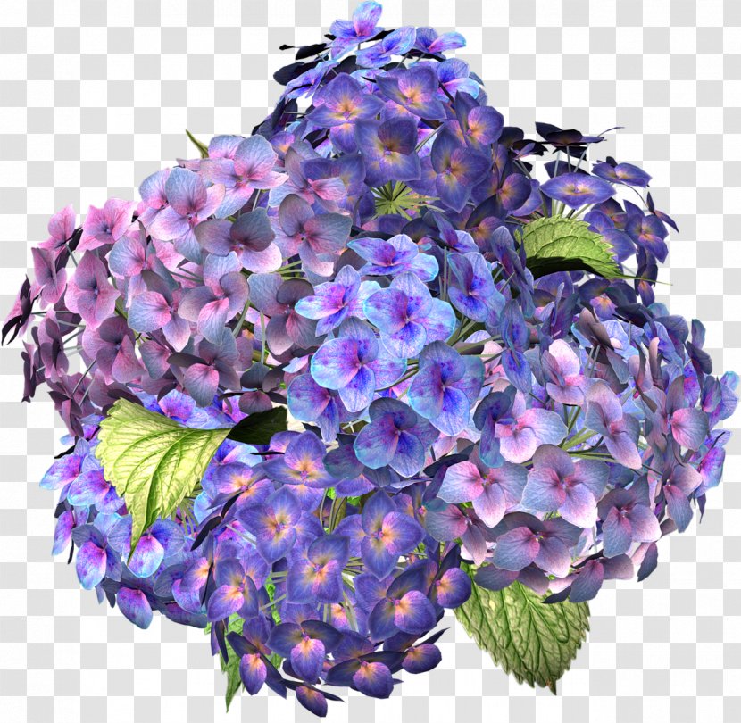 Flower Hydrangea Desktop Wallpaper Clip Art - Floral Design - A Transparent PNG