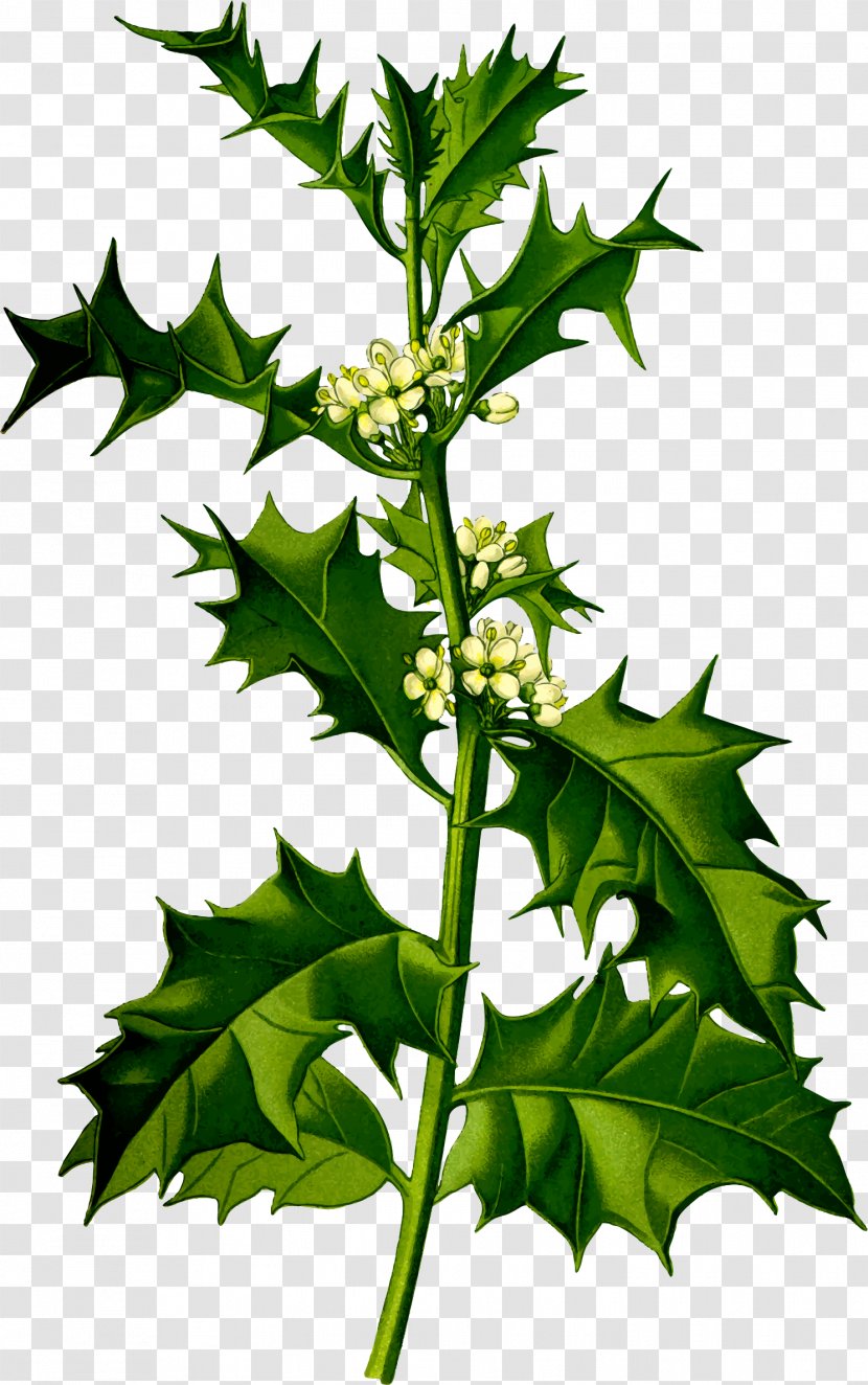 Common Holly Plant Shrub Species Tree - Aquifoliales Transparent PNG