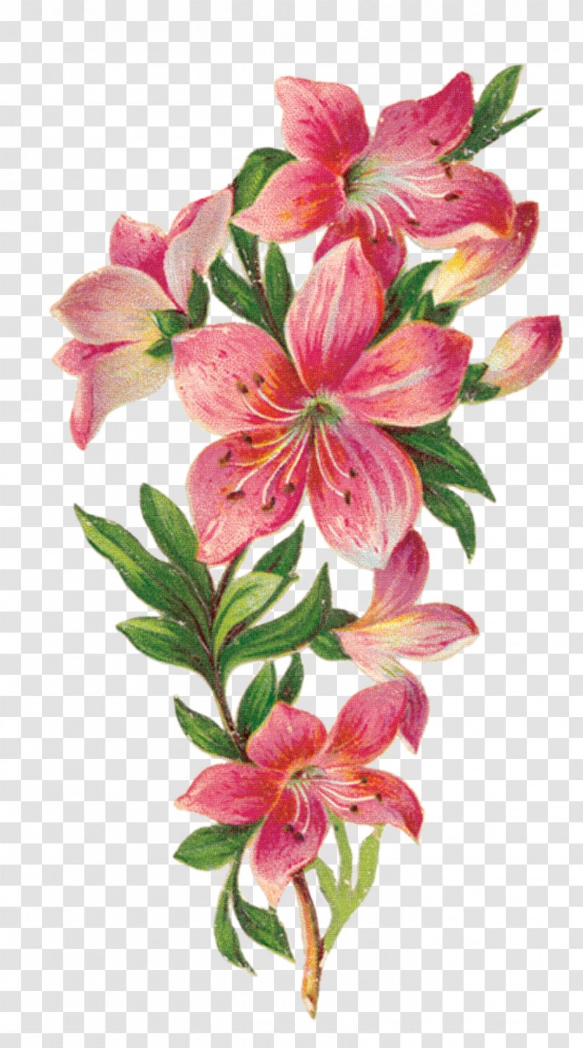 Cut Flowers - Floristry - Flower Transparent PNG