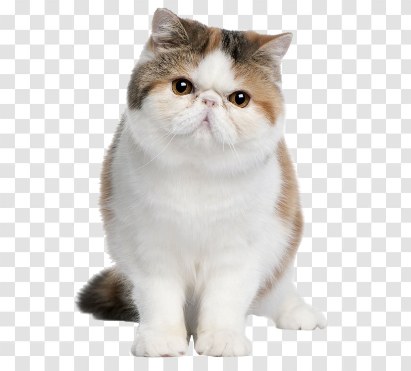 Exotic Shorthair British Persian Cat American Maine Coon - Small To Medium Sized Cats Transparent PNG