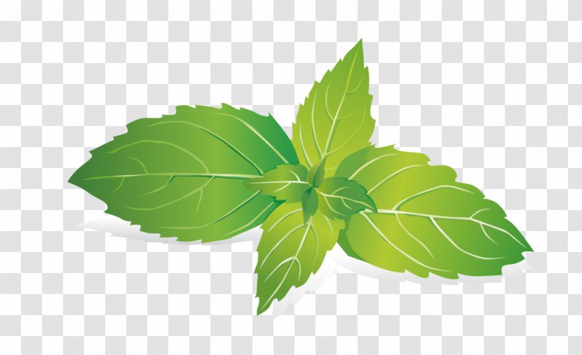 Leaf Mint Raster Graphics - Produce - Leaves Transparent PNG