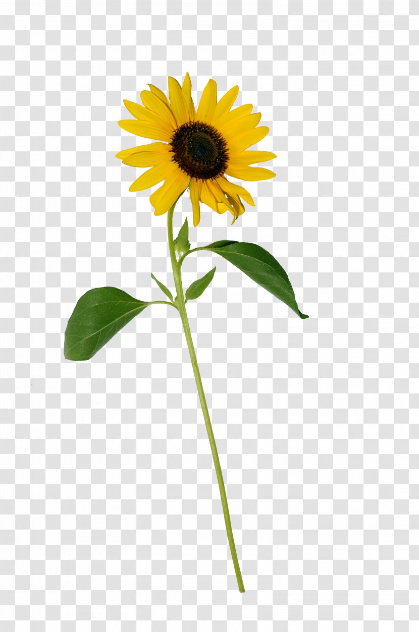 Common Sunflower Photography Clip Art - Stock Transparent PNG