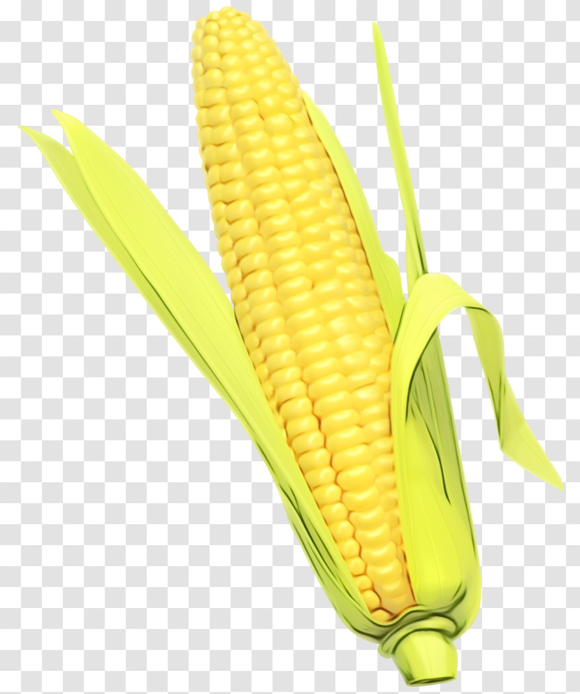 Corn Kernels Corn Corn On The Cob Sweet Corn Corn On The Cob Transparent PNG