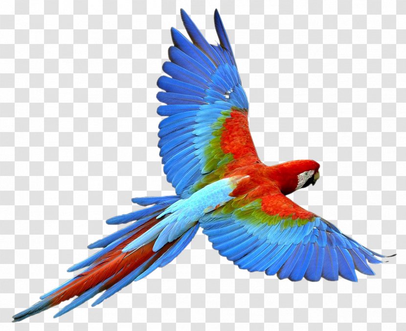 Parrot Bird - Beak - Flying Images, Free Download Transparent PNG