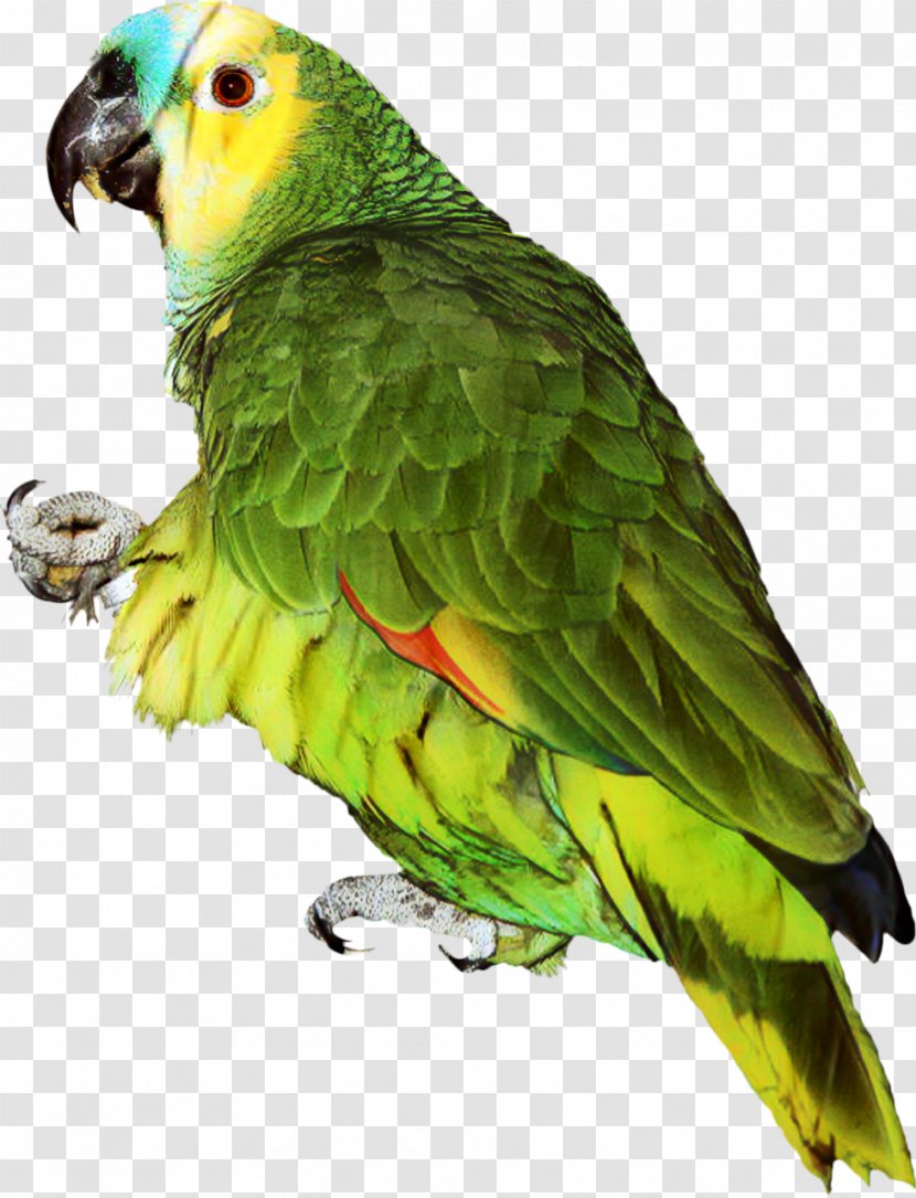 Parrot Clip Art Budgerigar Turquoise-fronted Amazon - Lorikeet - Pet Transparent PNG