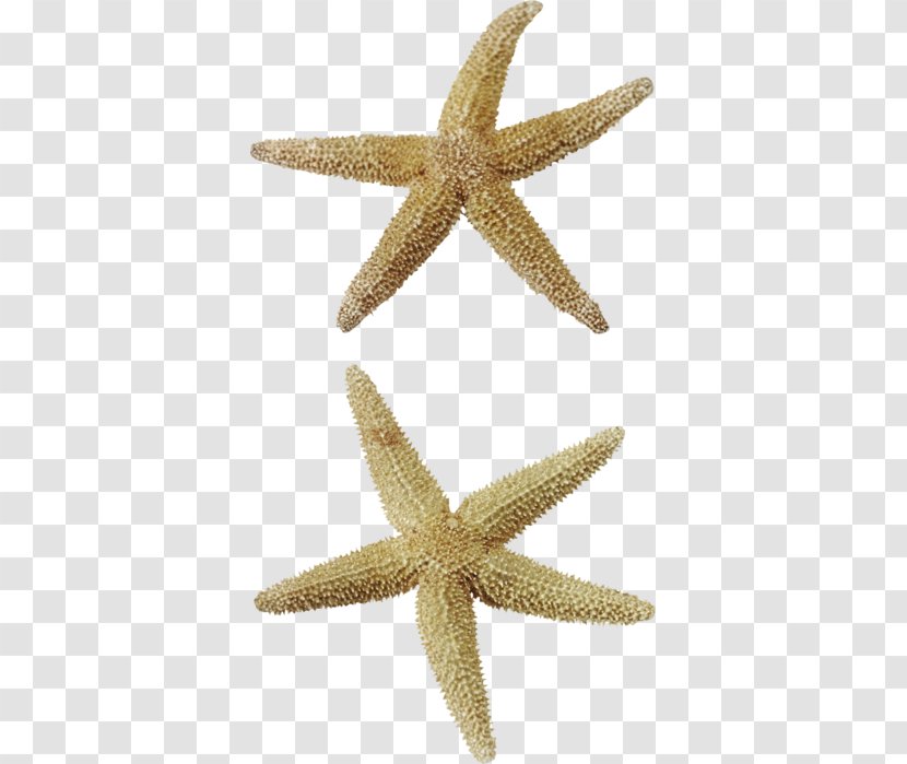 Starfish Sea Clip Art - Organism Transparent PNG