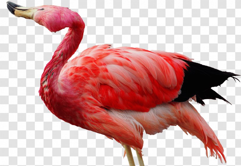 Flamingos 4K Resolution Display Desktop Wallpaper Ultra-high-definition Television - Handheld Devices - Flamingo Transparent PNG