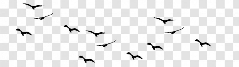 Flock Bird Life Photographer - Text - Silhouette Birds Transparent PNG