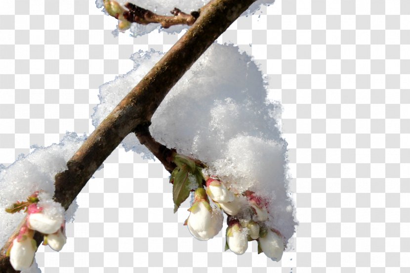 Snow Winter Twig - Hanami - Pressure Meizhi Transparent PNG