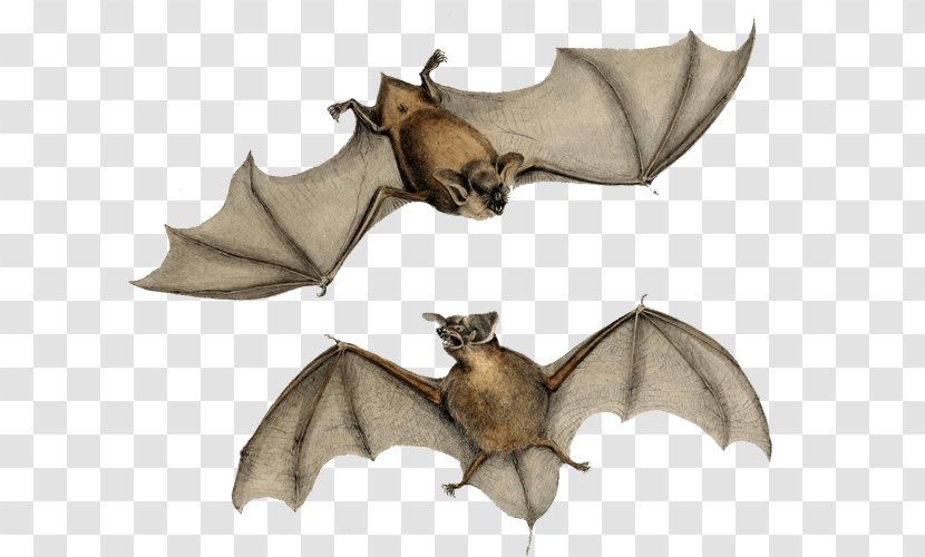 New Zealand Lesser Short-tailed Bat HMS Erebus Mystacinidae - Freetailed Transparent PNG