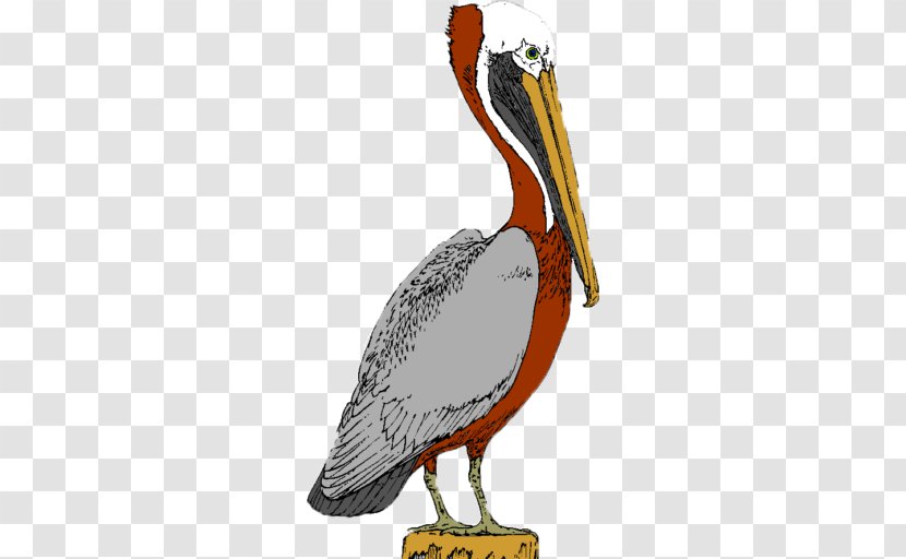 Pelican Products Morris Jeff Community School Water Bird - Beak Transparent PNG