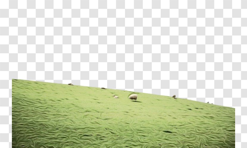 Grassland Pasture Green Nature Grass - Natural Environment - Field Prairie Transparent PNG