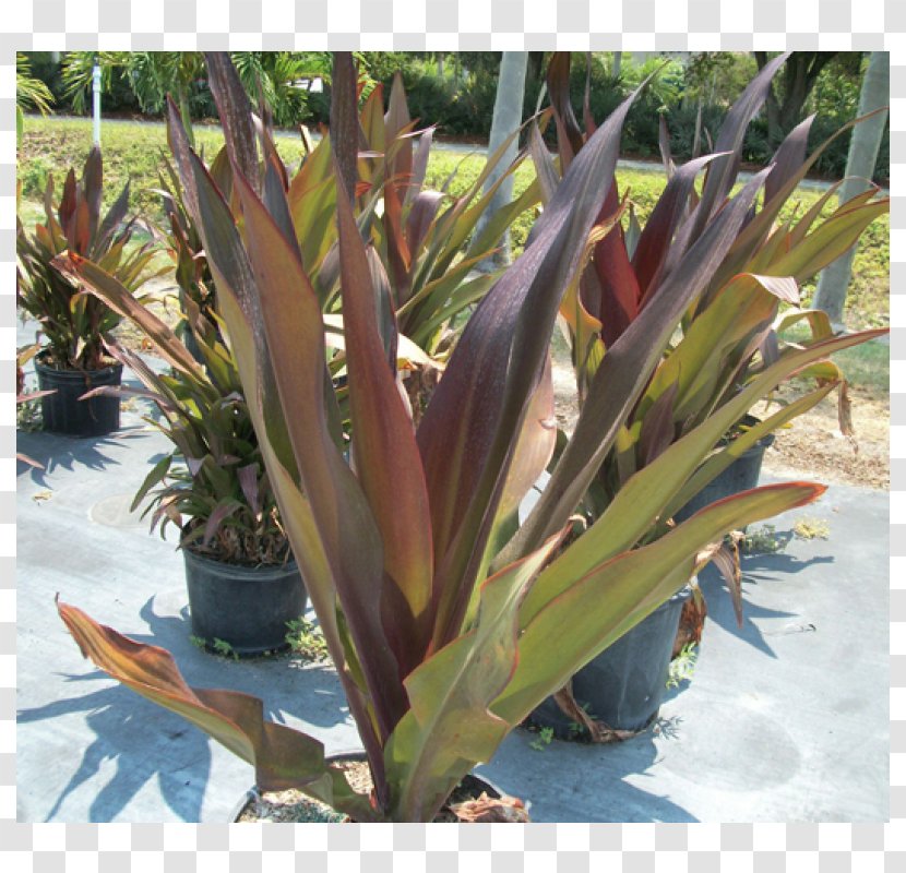 Tiger Lily Crinum Asiaticum Golden-rayed Bulb Plant - Landscape Transparent PNG