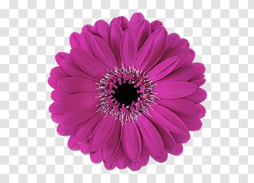 Barberton Daisy Gerbera Flower Violet Petal - African Plant Transparent PNG