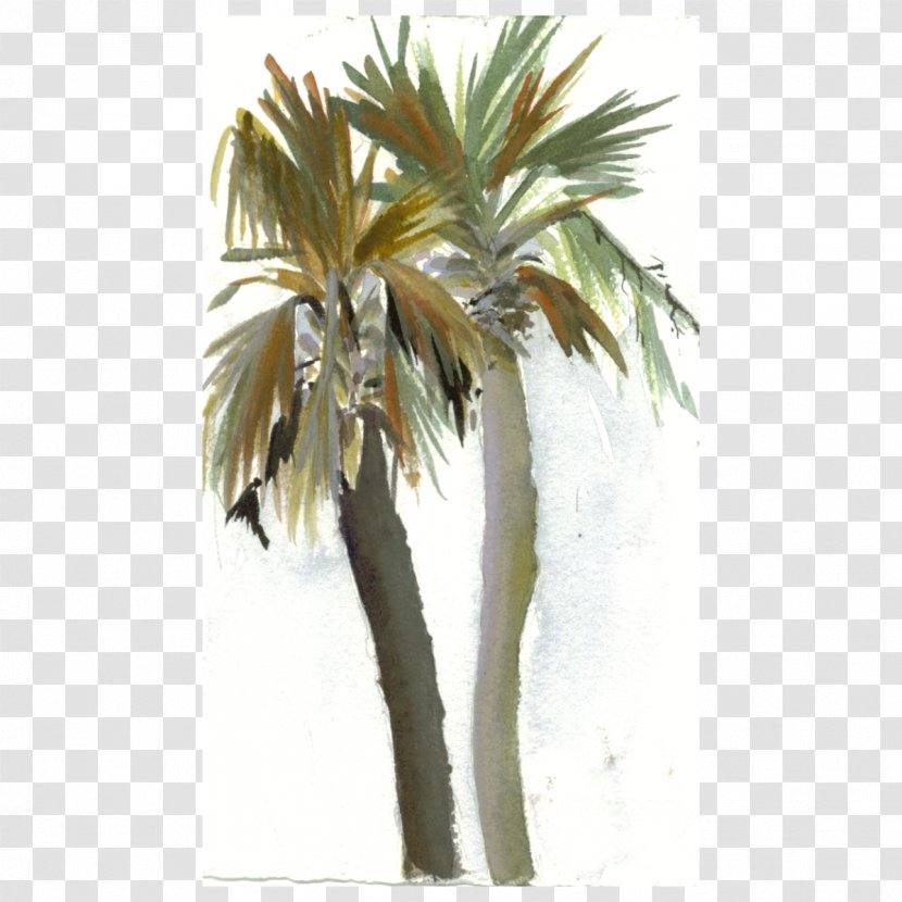 Asian Palmyra Palm Babassu Coconut Date Arecaceae - Attalea Speciosa Transparent PNG