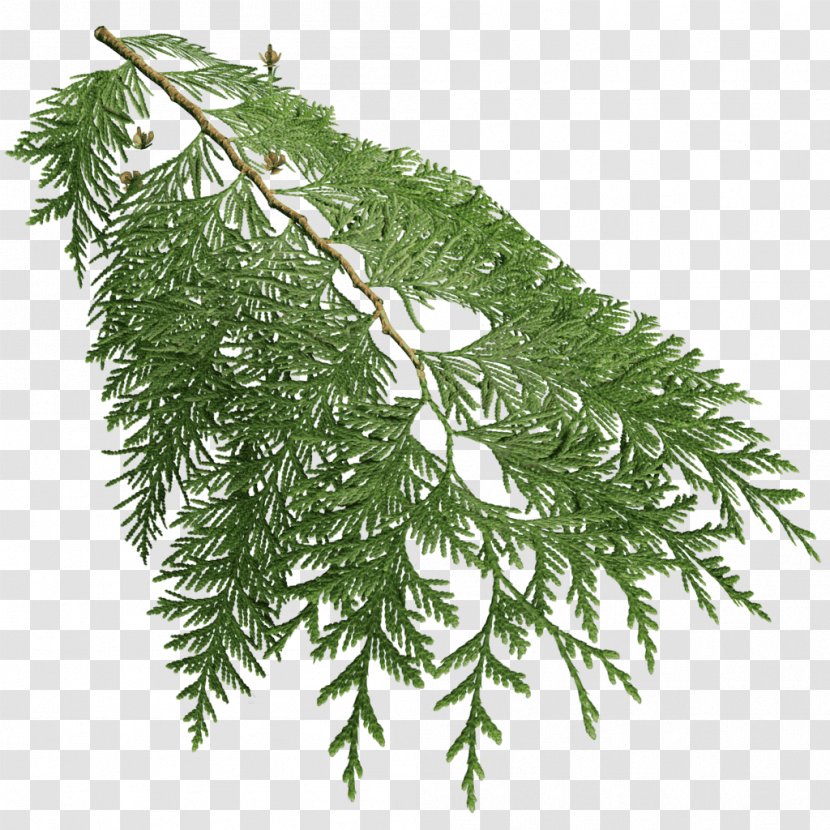 Fir Spruce Western Redcedar Cupressus Tree - Plant Transparent PNG