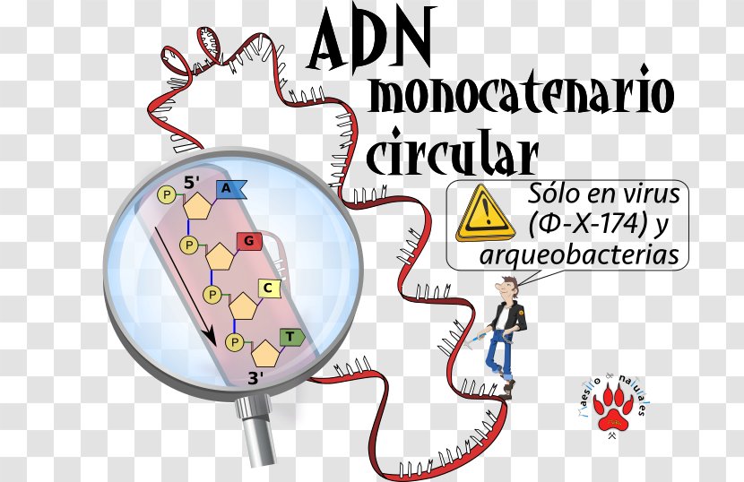 SsDNA Virus CmapTools Circular DNA Concept Map - Watercolor - Flyer US Letter Transparent PNG