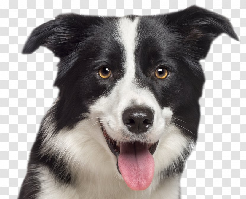 Border Collie Rough German Shepherd Labrador Retriever Puppy - Pet Transparent PNG