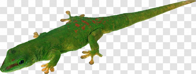 Lizard Transparency And Translucency Clip Art - Reptile - Layout Transparent PNG