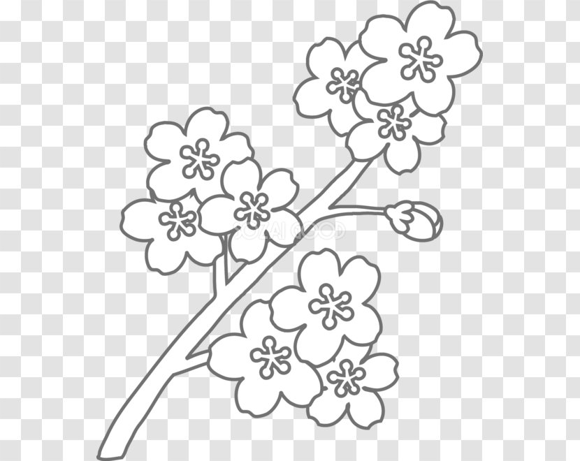 Coloring Book Floral Design Black And White - Sakura Flower Transparent PNG