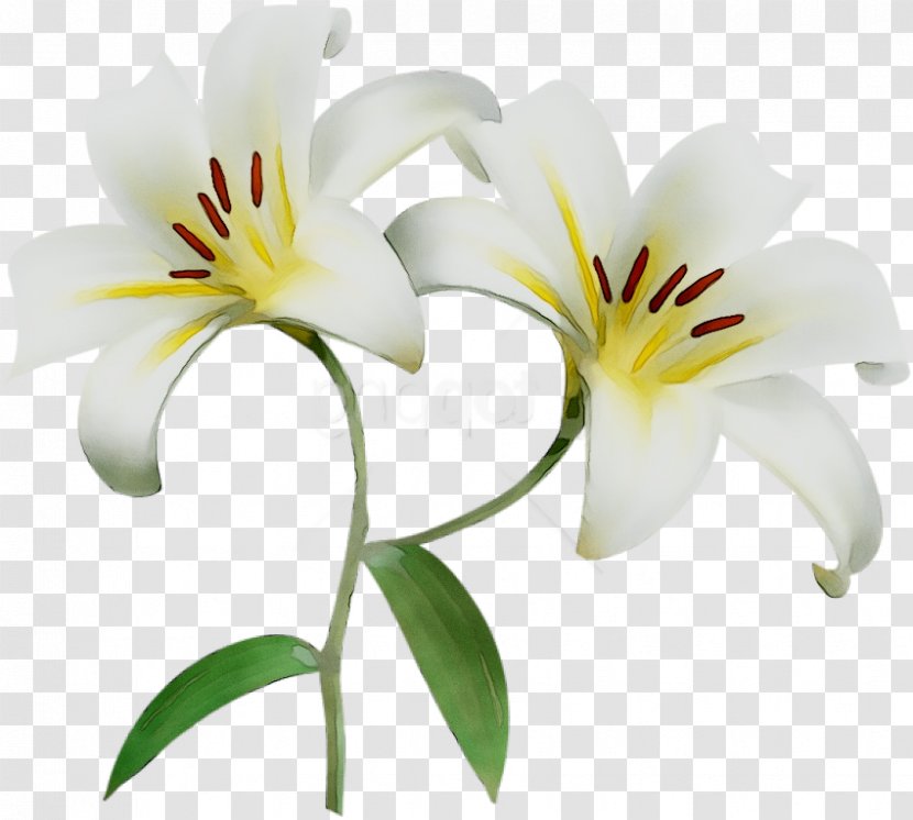 Cut Flowers Plant Stem Plants Lily M - Wildflower - Tiger Transparent PNG