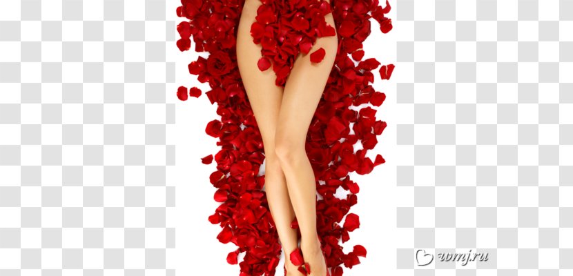 M3 Hair & Beauty Amazon.com Removal Rose Parlour - Spa Transparent PNG