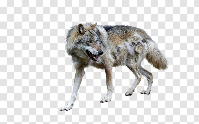 Alaskan Tundra Wolf Coyote Wolfdog Jackal - Yorkshire Terrier Transparent PNG