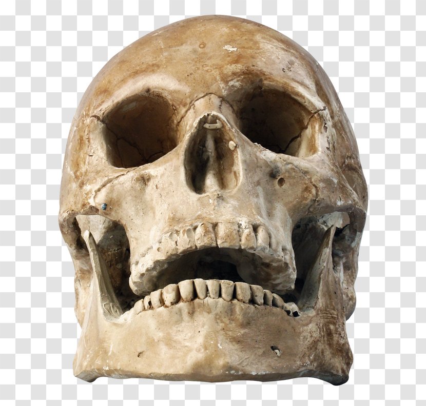 Skull Bone Jaw Head Skeleton - Rock Tooth Transparent PNG