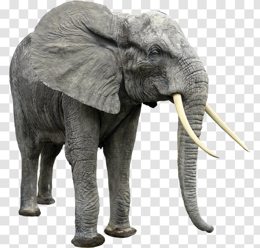 Asian Elephant Elephantidae Clip Art - Extinct Animal Transparent PNG